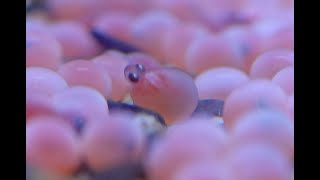 かんさいアニマルズ　京都・由良川で産卵されたサケの卵が孵化