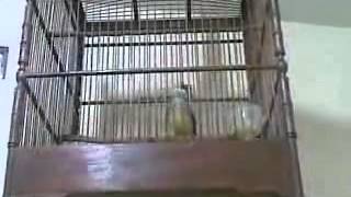 Download Lagu Cucak Jenggot Raja Jember MP3