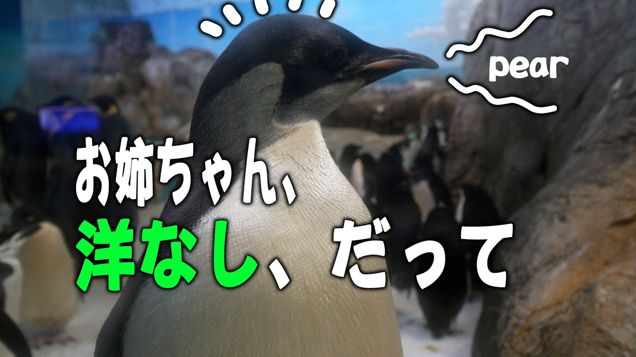 皇帝ペンギン命名】44姫オトナ鳴きでセレモニー見学・Emperor
