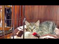 激おこ子猫に急接近を試みる猫。#15