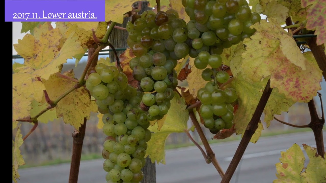 Autumn’s Quiet Symphony, Fall Colors