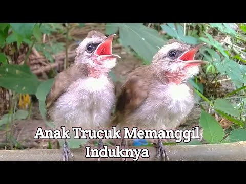 suara trucukan anakan memanggil induknya.