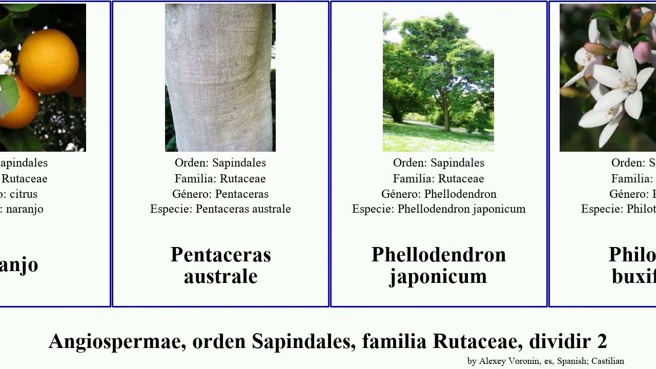 Angiospermae, orden Sapindales, familia Rutaceae, dividir 2 zieria citrus margarita lucida naranjo