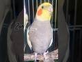 Zoro Cockatiel Wanna Sayвќ пёЏрџ њ Birds Cockatiel Parrot Bird Cockatiels Cutebirds Calopsita Zoro Cockatiel Wanna Sayвќ пёЏрџ њ Birds Cockatiel Parrot Bird Cockatiels Cutebirds Calopsita