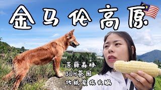 【环马+泰南摩旅 Ep.07】大马避暑好去处, 金马伦高原, BOH茶园, 苔藓森林Mossy Forest