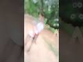 MILE LA AIBO RAT ME #trending #bhojpuri #song #viral #reels #shorts#upload #edit