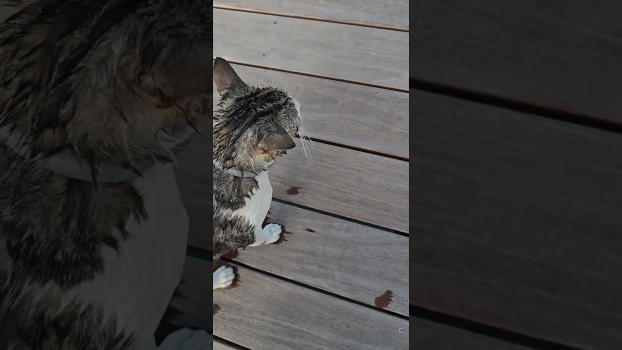 OMG! The Dock Cat fell overboard!