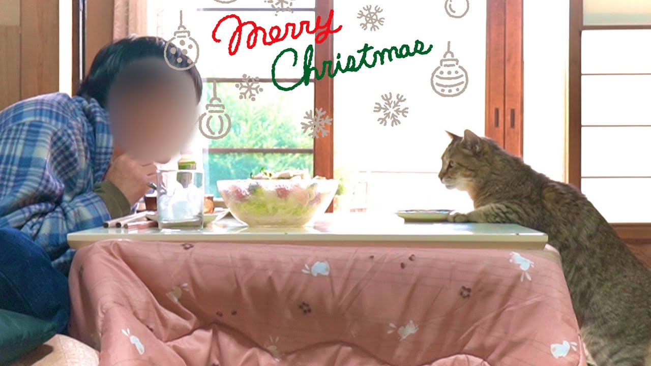 家族になって約1年…初めてトラと過ごすクリスマスの1日【庭に住みつい