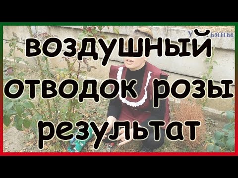 РЕЗУЛЬТАТ воздушного отводка розы! Укореняем черенок розы не срезая с куста и сажаем.