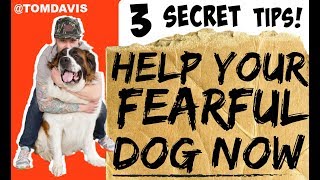 How to build confidence in your dog / How do I train my fearful dog?