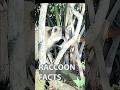 Raccoons on Trail Camera! Learn something new about Raccoons!  #steveirwin #deer #wildlife #nature