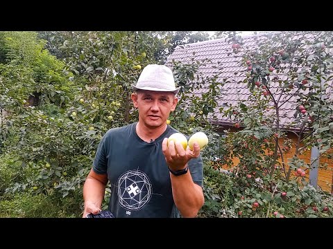 Крупные яблоки в Сибири. Как выбрать яблоню. Обзор сортов. Large apples in Siberia.