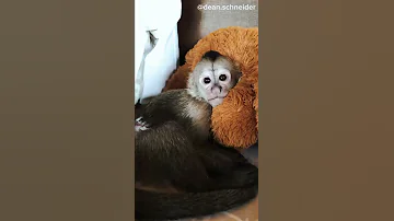 SLEEPY Shorts 