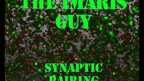 Synaptic Pairing Imaris XTension - Spots