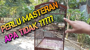 Perlukah pemasteran burung sirtu untuk anakan? ini jawabannya