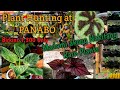 Plant Hunting at Panabo Davao del Norte/Maraming Mura/Tisay Collection