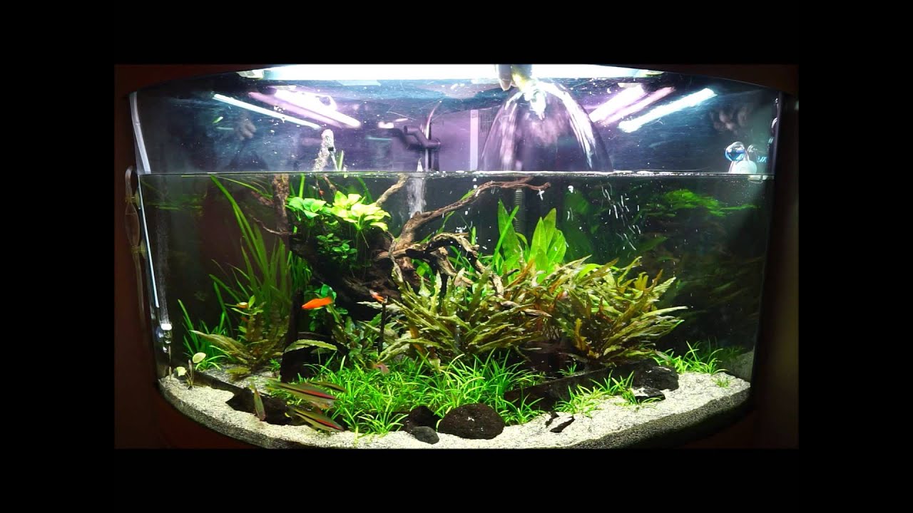 Fortnightly maintenance Trigon 190 planted - YouTube