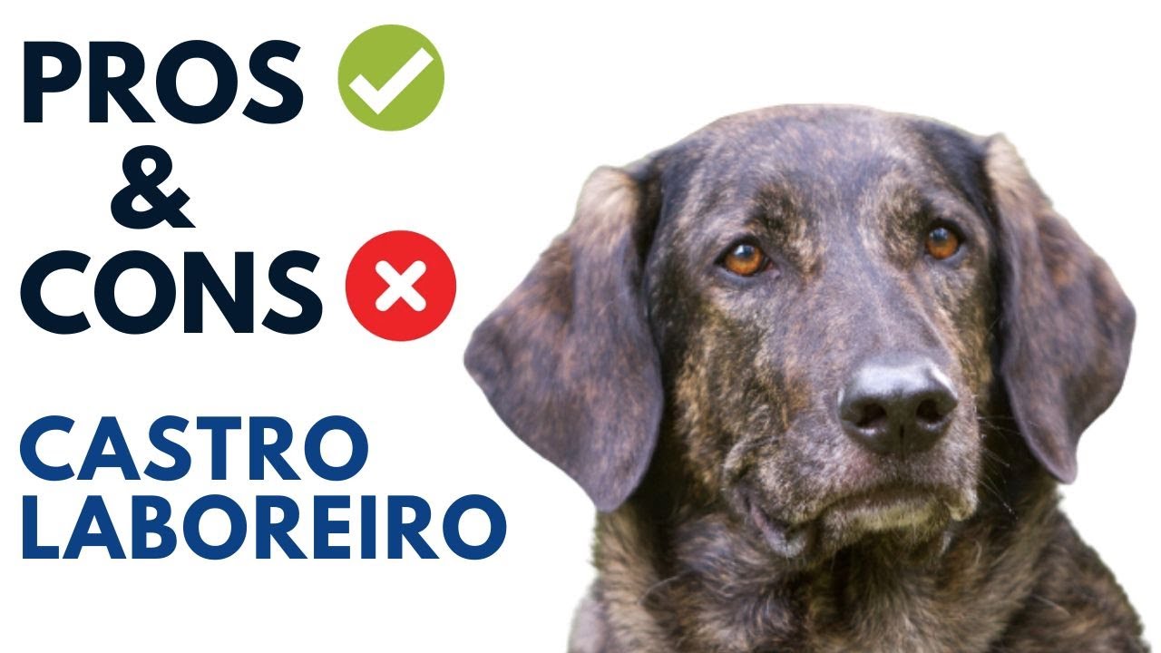 Castro Laboreiro Pros and Cons | Portuguese Cattle Dog Advantages and Disadvantages