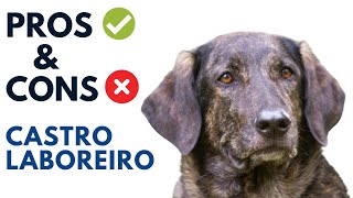 Castro Laboreiro Pros and Cons | Portuguese Cattle Dog Advantages and Disadvantages