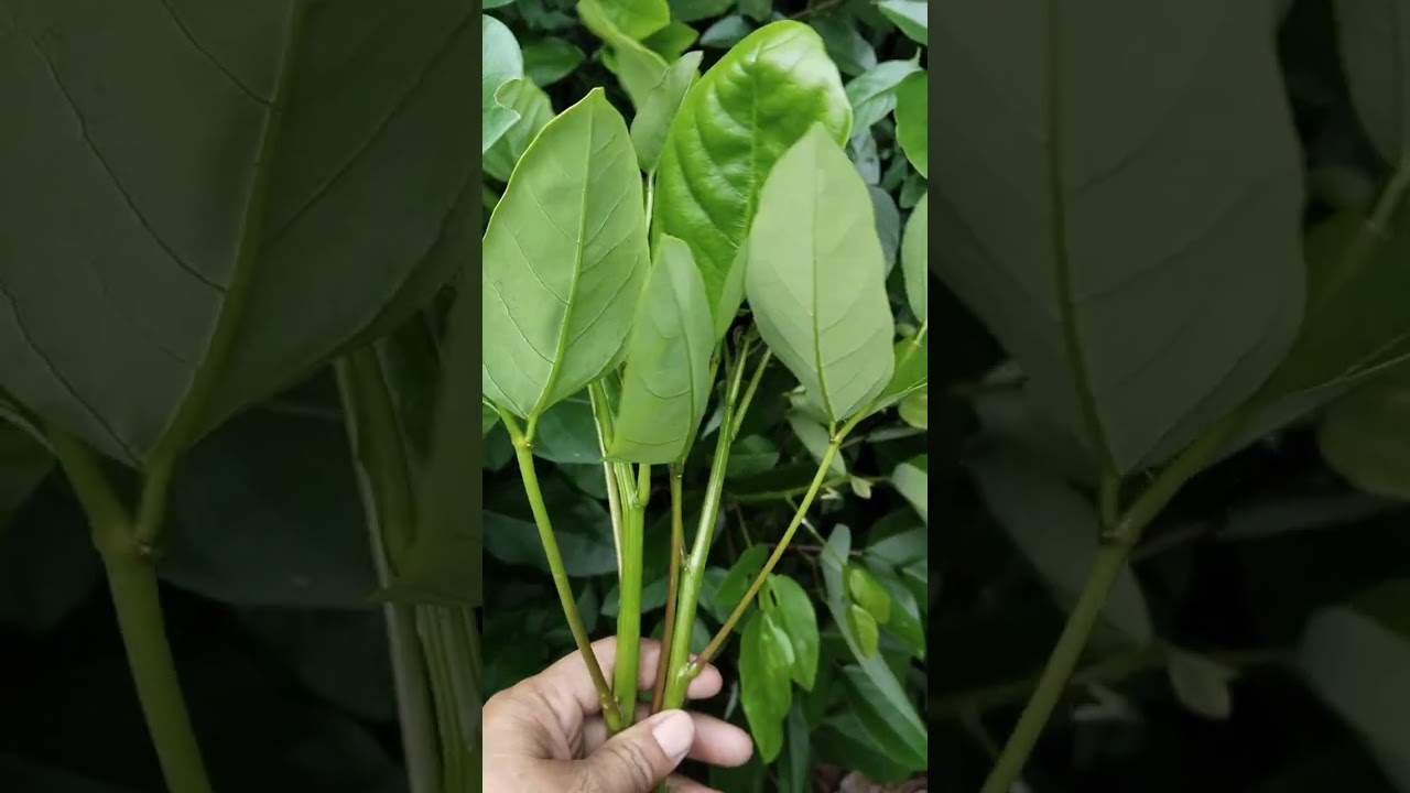 ทองหลางน้ำก้านแดง ต่างกันกับทองหลางน้ำก้านขาวอย่างไร มีคำตอบ #โทร0876069955 #ไอดีไลน์ aungsara09