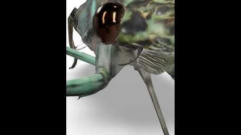 Beetle 5 Wings Google View in 3D with Argumented Reality AR available - Insect