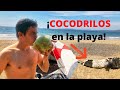 ¡COCODRILOS en la Playa! Cuidado al acampar / VLOG #17 VIAJE X MÉXICO