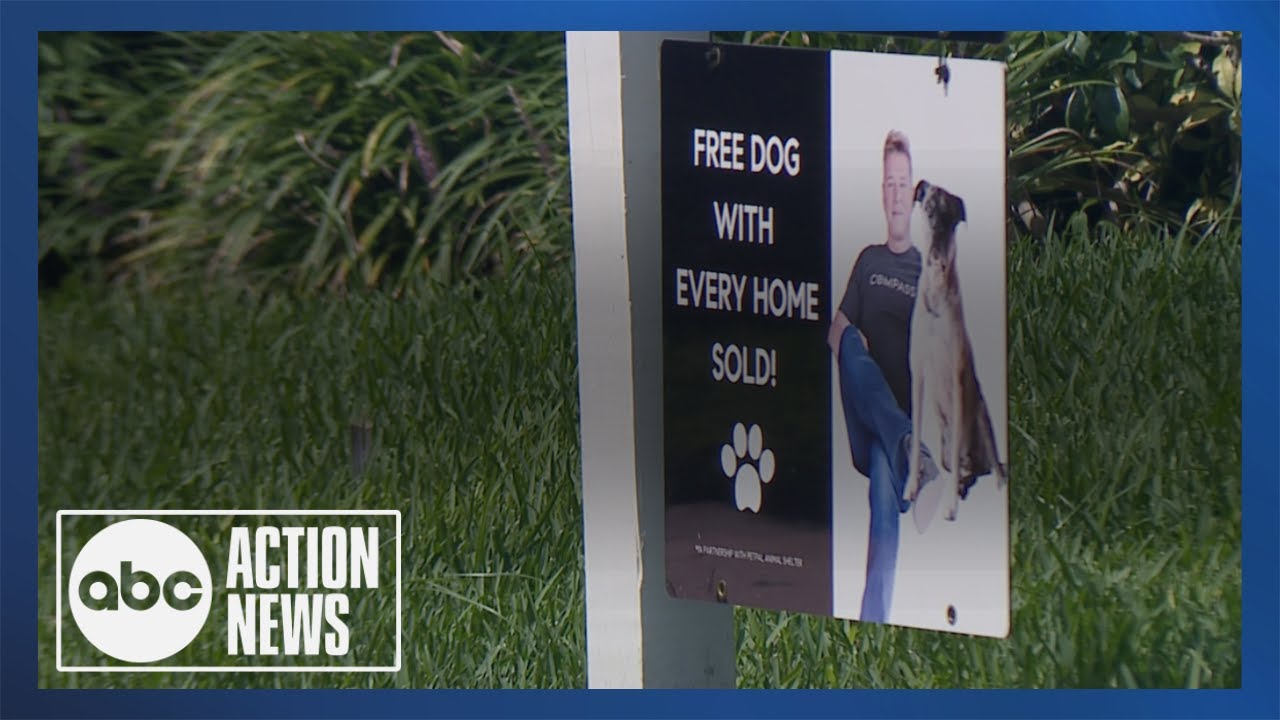 'Free dog with every home sold': Florida realtor gets creative to find homes for rescue animals