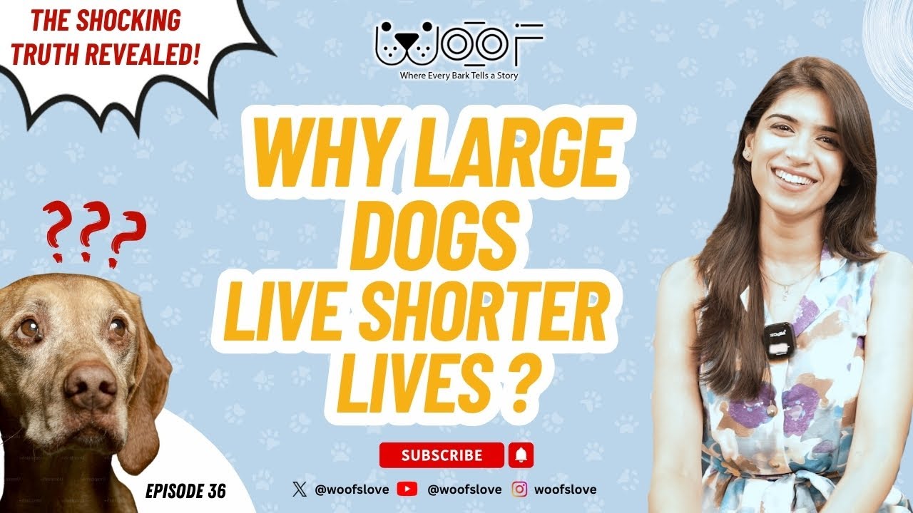 Must Know Tips for Indian Pet Parents |  Large Dog Breed Edition