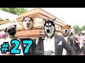 Dancing Funeral Coffin Meme - 🐶 Dogs and 😻 Cats Version #27