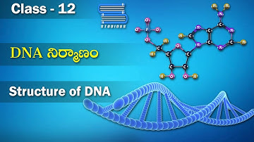 DNA Structure Structure of DNA | Molecular Basis of Inheritance | Biology Telugu | Class 12 | Bipc