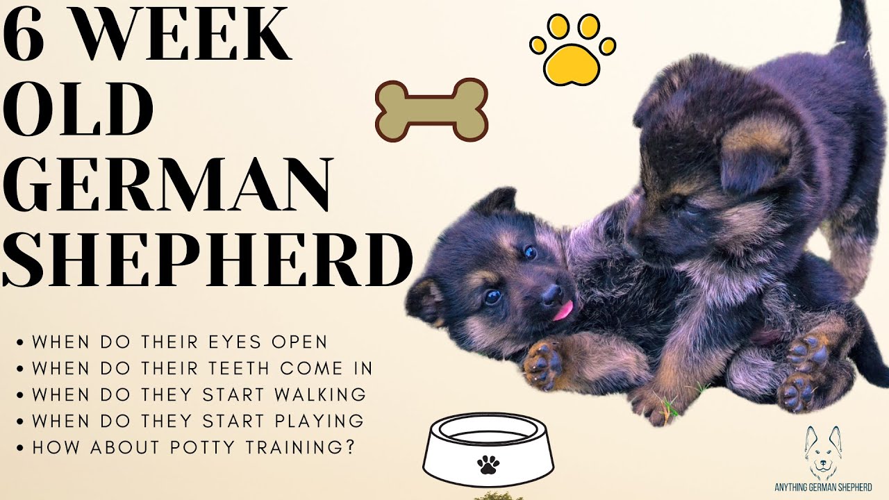 how often should a 6 week old puppy pee
