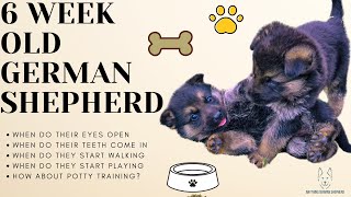 6 Week Old German Shepherd: What Should You Expect?!