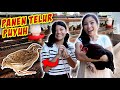 PANEN TELUR BURUNG PUYUH & AYAM LANGSUNG DARI KANDANGNYA !! Vlog Lucu | CnX Adventurers