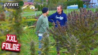 Full-time cannabis producer - How two Austrians live their dream | Outdoor - Cannabis documentary