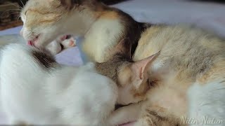 Mommy cat calling for her kittens || Nitin Nutun by Nitin Nutun 589 views 2 years ago 2 minutes, 6 seconds