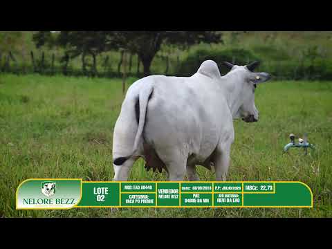 LOTE 2   EAO9440 - Nelore BEZZ