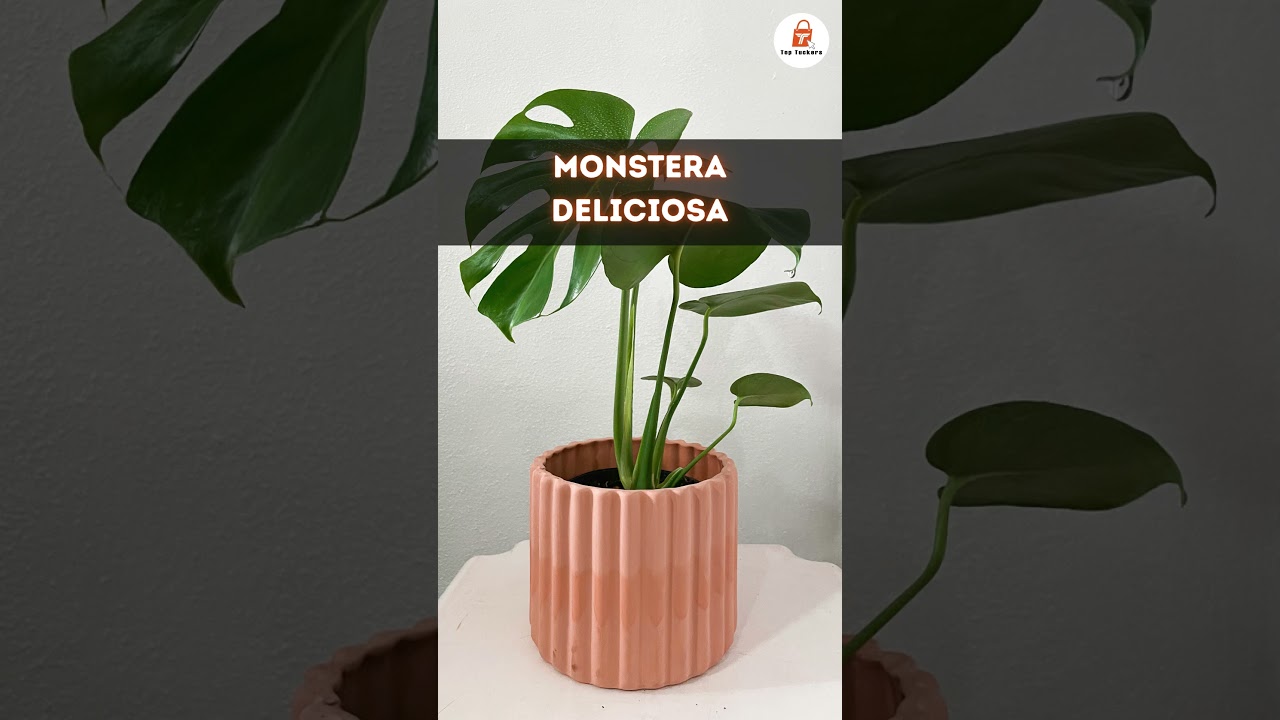 🏡 Best Indoor Plants to Make Your Home Look Expensive