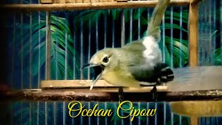 Pancingan Sirtu Terbaik Sepanjang Masadanuh Bikin Emosi Lawan