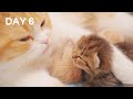 Mom Cat Clean Cute Baby Kittens - Day 6 @ Baby Kittens Day 1 to Day 100 Lucky Paws Vlogs