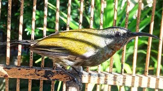 kolibri merak ngriwik