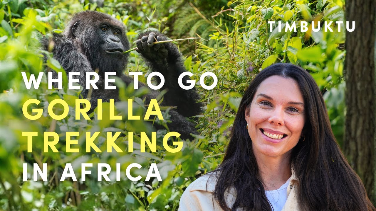 The Best Places for Gorilla Trekking in Africa | Timbuktu Travel