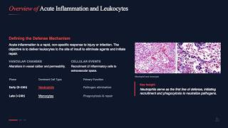 [Basic pathology chapter 2  Lecture Series] # 4 “Inflammation: Leukocyte Recruitment  Phagocytosis