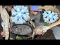 My Frozen Lizards Came Back To Life 😳 || The Real Tarzann