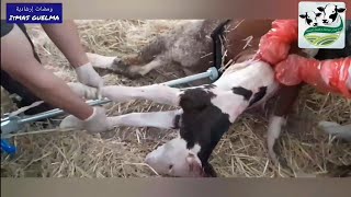 في هذا الفيديو سنتابع معا على مراحل ولادة البقرة و كيفية الاعتناء بالرضيع عند الولادة