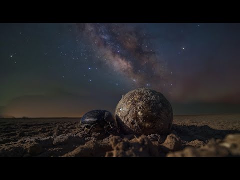 How dung beetles and the Milky Way are helping engineers to improve navigation systems