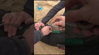 Seal Saved From Plastic Strap #shorts