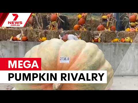 Best mates battle for world's largest pumpkin | 7NEWS