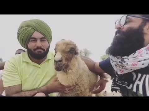 Main marasi bakra version zonaib zahid  Vicky hussain