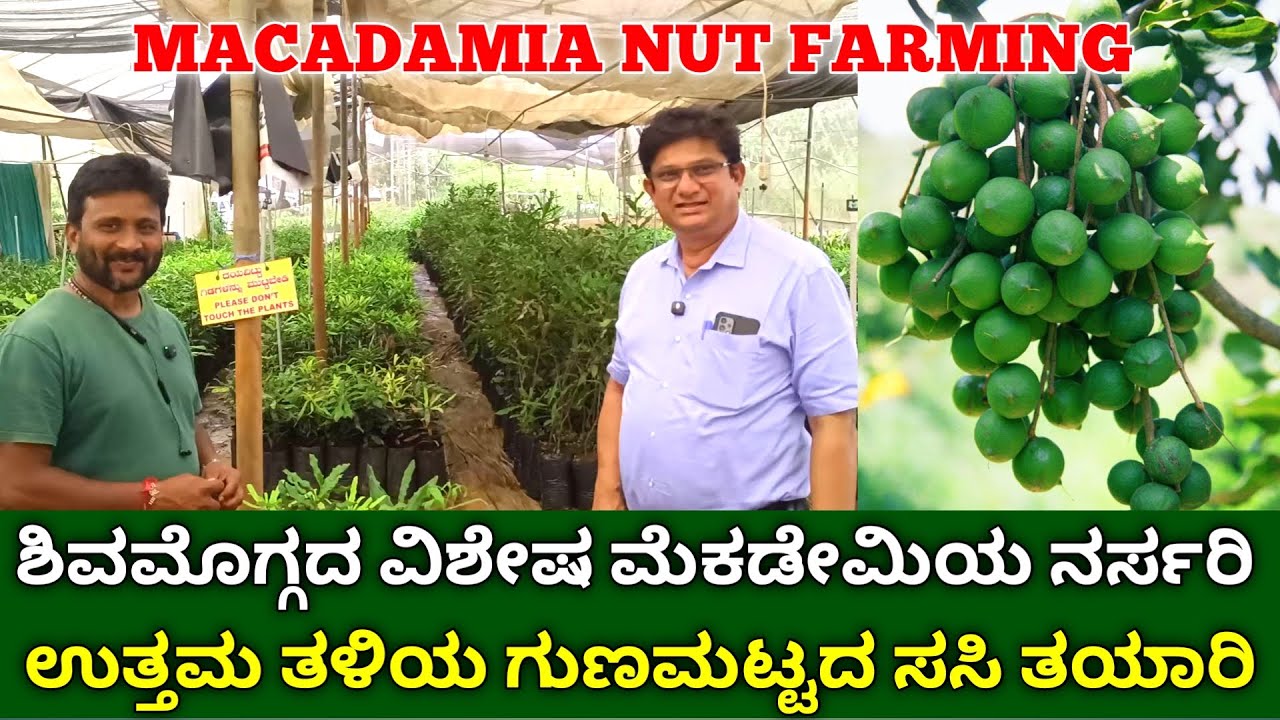 ಶಿವಮೊಗ್ಗದಲ್ಲಿದೆ ದೊಡ್ಡ ಪ್ರಮಾಣದ ಮೆಕಡೇಮಿಯ ನರ್ಸರಿ | macadamia nut cultivation | macadamia plants kannada