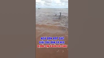 Ngư dân hợp sức giải cứu thành công đàn cá heo mắc cạn